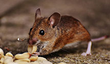 24 Hour & Emergency Exterminators in Silver Lane, CT